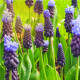 Modrica širokolistá - Muscari latifolium - predaj cibuľovín - 5 ks