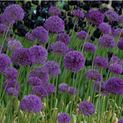Cesnak okrasný - Allium Purple Sensation - predaj cibuľovín 3 ks