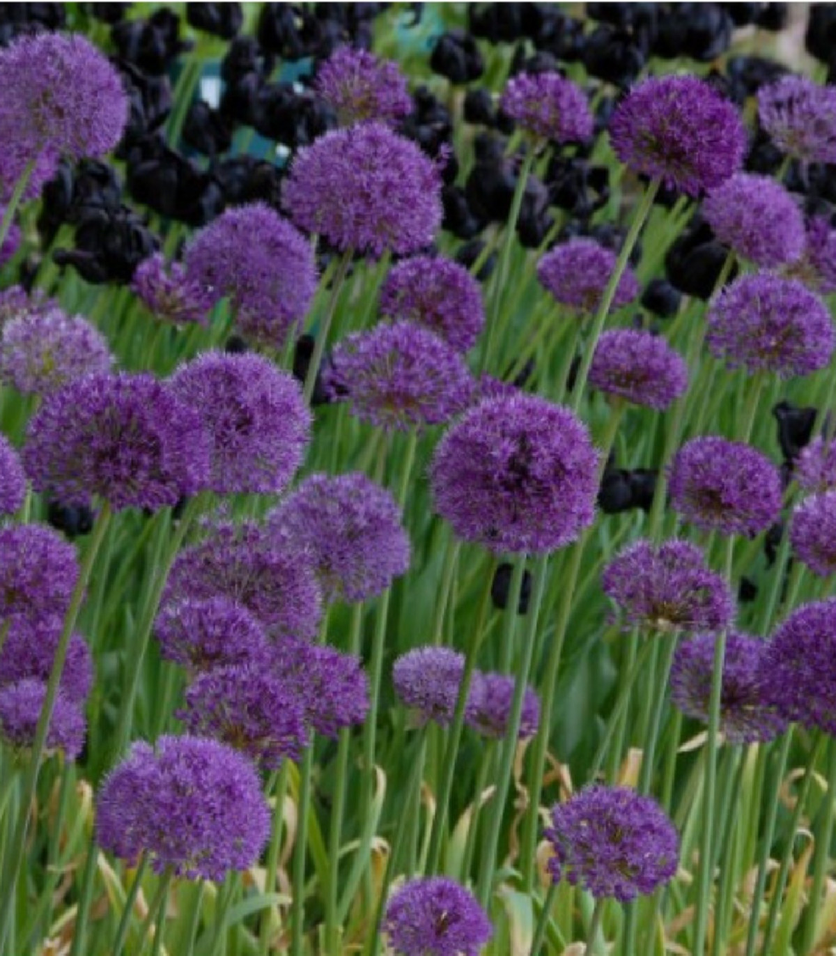 Cesnak okrasný - Allium Purple Sensation - predaj cibuľovín 3 ks