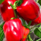 Paprika Roberta F1 - Capsicum annuum - semiačka - 6 ks