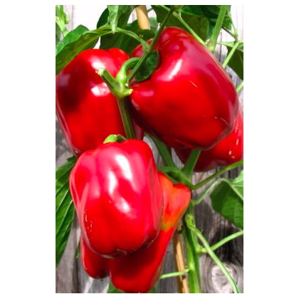 Paprika Roberta F1 - Capsicum annuum - semiačka - 6 ks