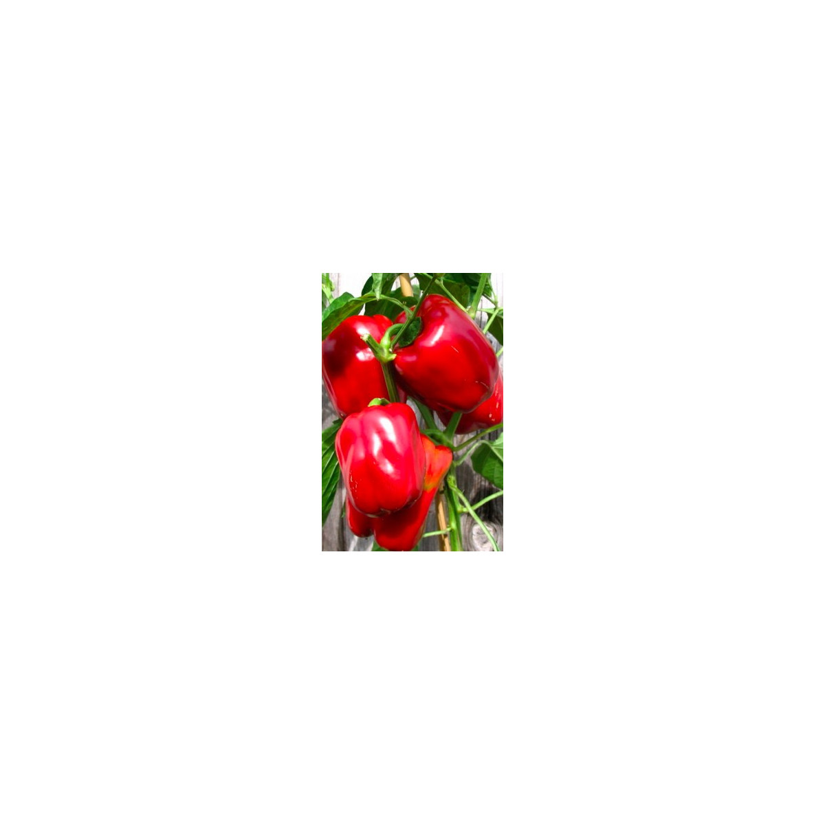 Paprika Roberta F1 - Capsicum annuum - semiačka - 6 ks