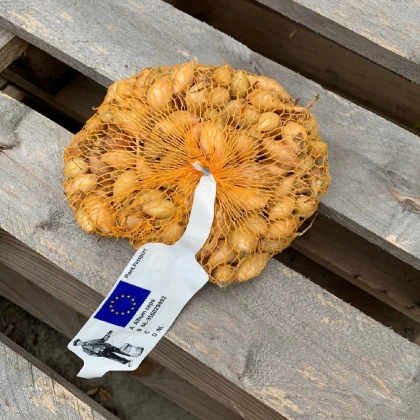 Cibuľa sadzačka ozimná Shakespeare - Allium cepa - predaj cibule - 250 g