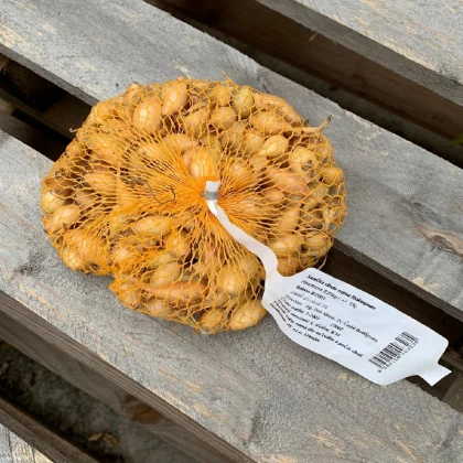 Cibuľa sadzačka ozimná Shakespeare - Allium cepa - predaj cibule - 250 g