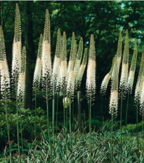 Fakľa himalájska - Eremurus - predaj cibuľovín - 1 ks