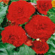 Begónia štipenitá červená - Begonia fimbriata - predaj cibuľovín - 2 ks