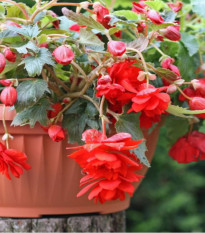 Begónia červená - Begonia pendula maxima - predaj cibuľovín - 2 ks