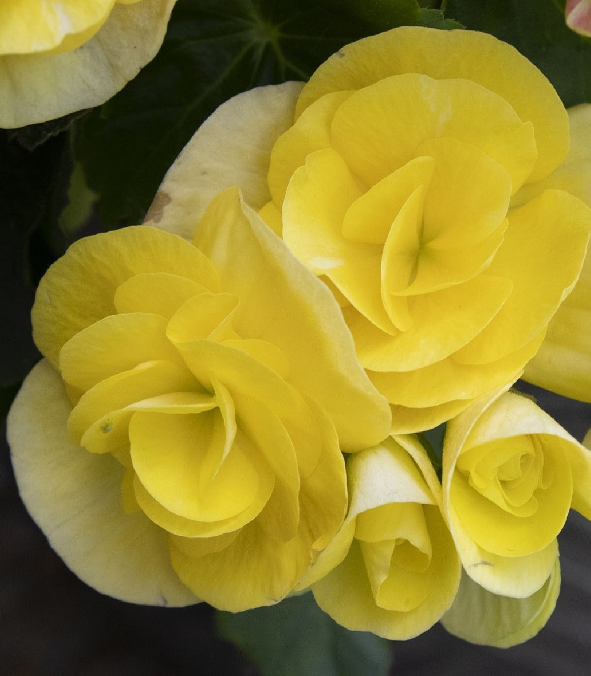 Begónia žltá - Begonia pendula maxima - predaj cibuľovín - 2 ks