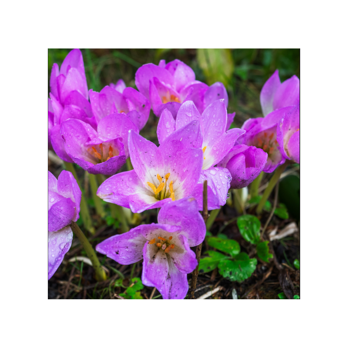 Jesienka Lilac Wonder - Colchicum - predaj cibuľovín - 1 ks