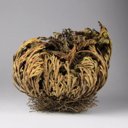 Ruža z Jericha - Selaginella lepidophylla - predaj cibuľovín - 1 ks