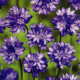 Dichelostemma - Dichelostemma congestum - predaj cibuľovín - 2 ks