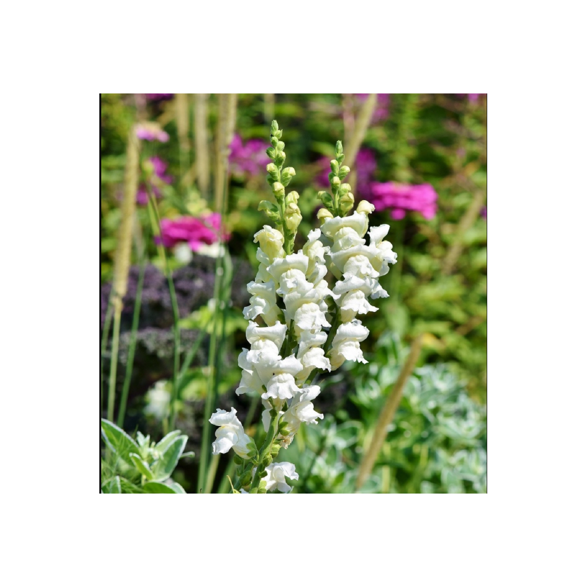 Papuľka väčšia biela - Antirrhinum majus - predaj semien - 35 ks