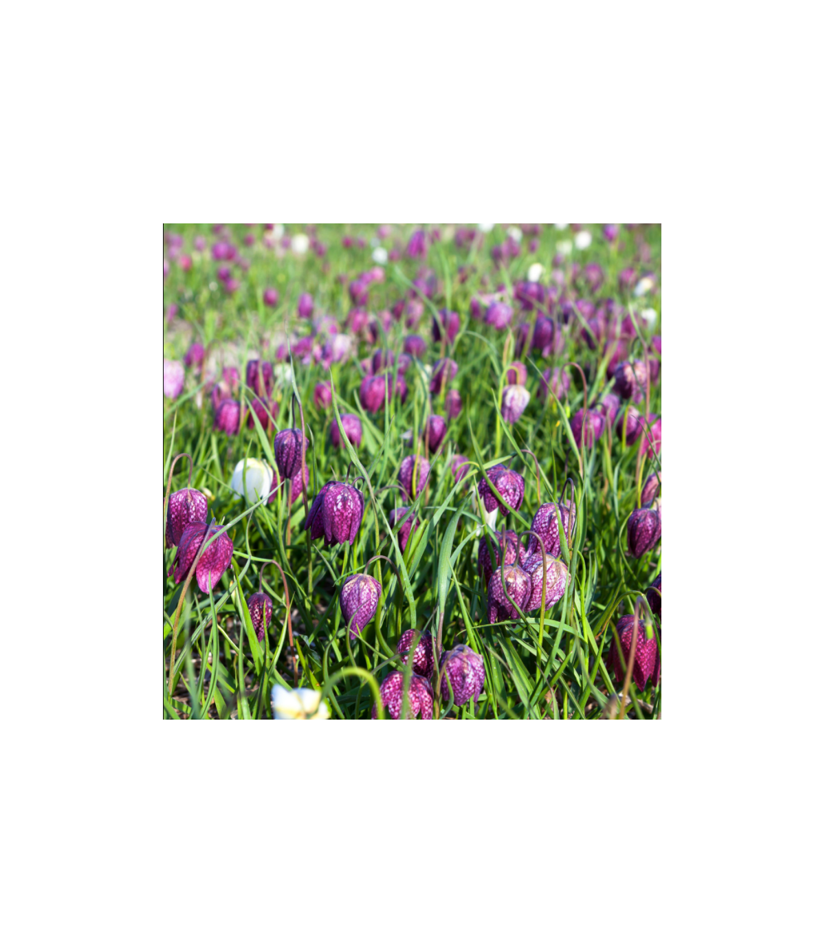 Korunkovka strakatá - Fritillaria meleagris - predaj cibuľovín - 3 ks