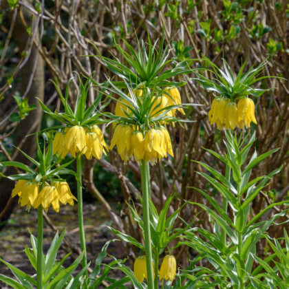 Korunkovka kráľovská Lutea - Fritillaria Imperialis Lutea Maxima - predaj cibuľovín - 1 ks