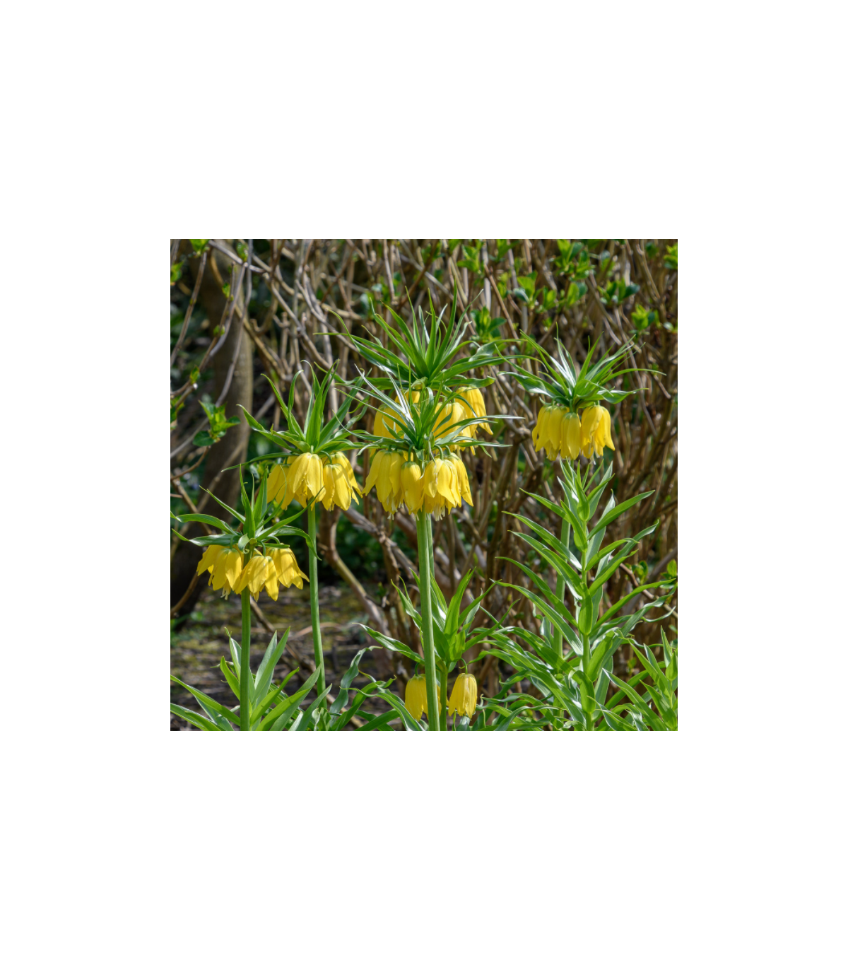Korunkovka kráľovská Lutea - Fritillaria Imperialis Lutea Maxima - predaj cibuľovín - 1 ks