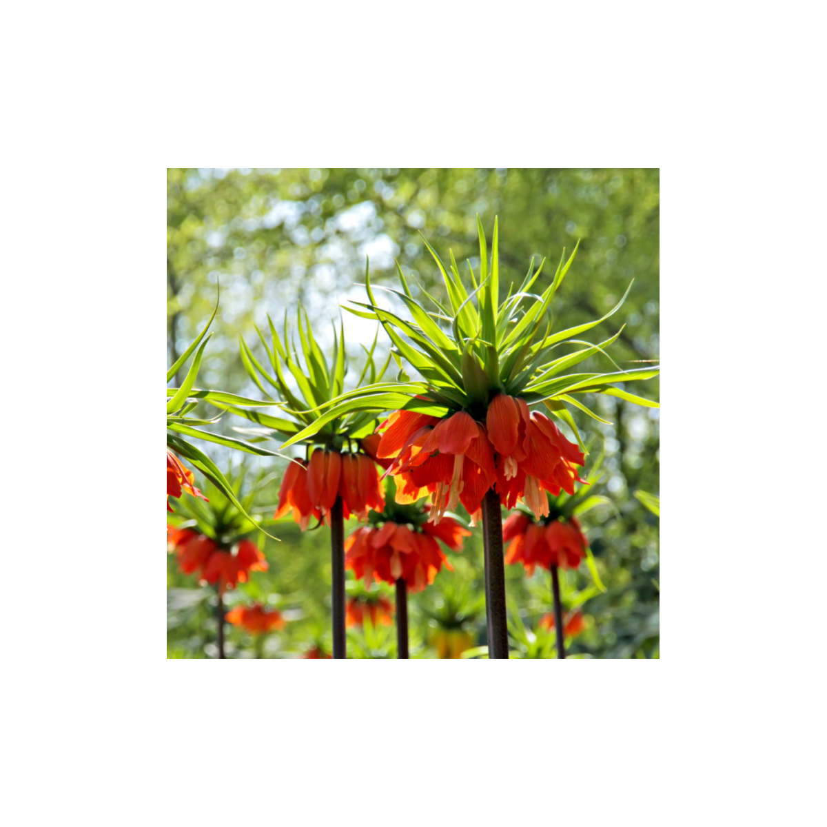 Korunkovka kráľovská William Rex - Fritillaria Imperialis - predaj cibuľovín - 1 ks