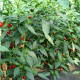 Paprika Koral - Capsicum annuum - Semiačka - 40 ks