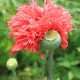 Mak siaty Rose Feathers - Papaver somniferum - predaj semien - 200 ks