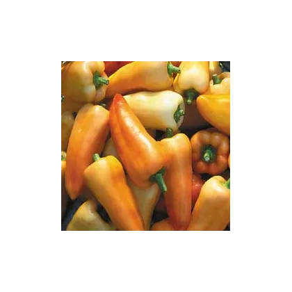 Paprika maďarská Feher - semiačka - 20 ks