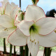 Zornica Picotee - Hippeastrum - predaj cibuľovín - 1 ks