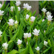 Kurkuma biela - Curcuma alismatifolia - predaj cibuľovín - 1 ks