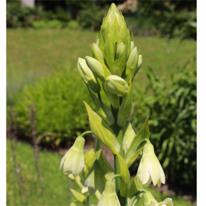 Galtónia belostná - Galtonia candicans - predaj cibuľovín - 1 ks