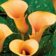 Kala Cameo - Zantedeschia - predaj cibuľovín - 1 ks