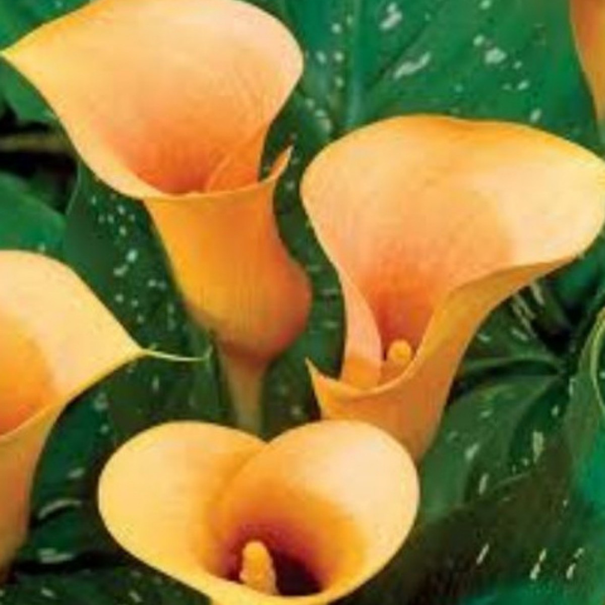 Kala Cameo - Zantedeschia - predaj cibuľovín - 1 ks