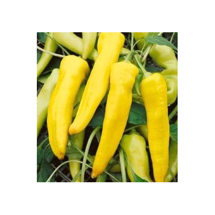 Paprika Sladký banán - Capsicum annuum - semiačka - 9 ks