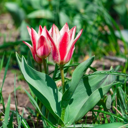 Tulipán Pinocchio - Tulipa - predaj cibuľovín - 3 ks