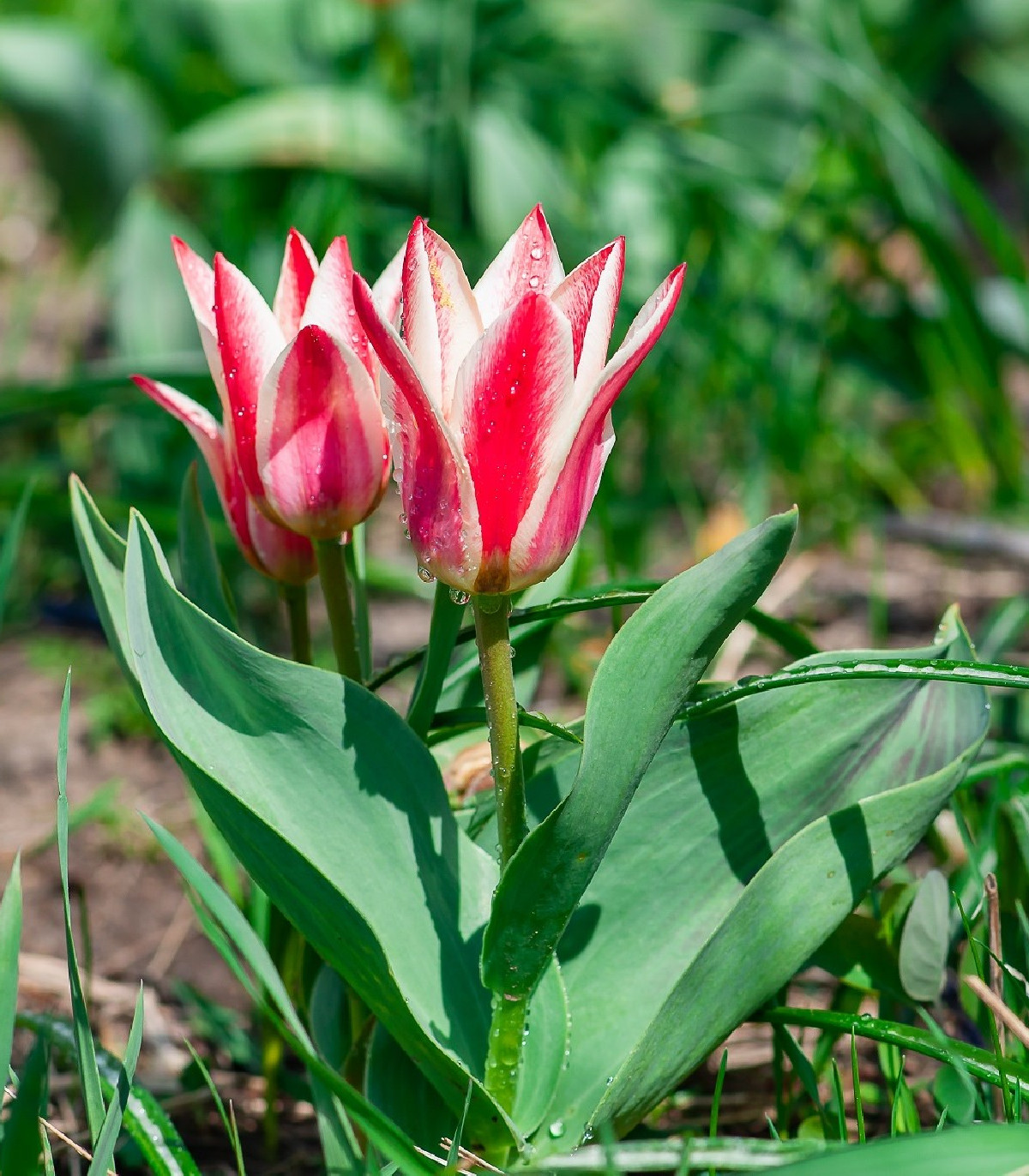 Tulipán Pinocchio - Tulipa - predaj cibuľovín - 3 ks