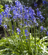 Hyacintovec španielsky modrý - Hyacinthoides hispanica - predaj cibuľovín - 5 ks