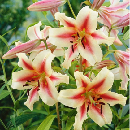 Ľalia Lavon - Lilium - predaj cibuľovín - 1 ks