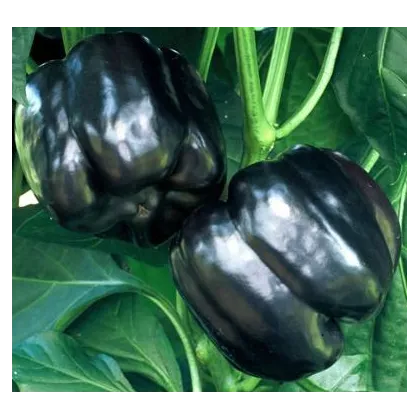 Paprika Fialová Kráska - semiačka - 9 ks