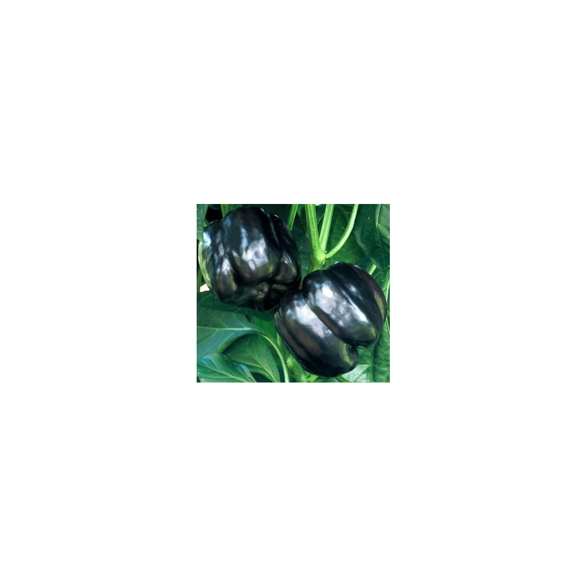 Paprika Fialová Kráska - semiačka - 9 ks