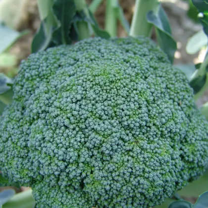 Brokolica Limba - Brassica oleracea L. - predaj semien brokolice - 50 ks