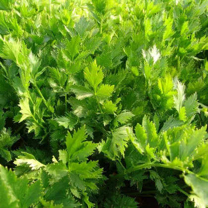 Zeler listový jemný - Apium graveolens - semiačka - 0,5 g