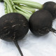 Reďkovka siata guľatá čierna - Raphanus sativus niger - semienka reďkvi - 200 ks