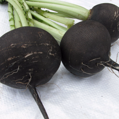 Reďkovka siata guľatá čierna - Raphanus sativus niger - semienka reďkvi - 200 ks