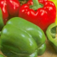 Paprika Merit - Capsicum annuum -semiačka - 20 ks
