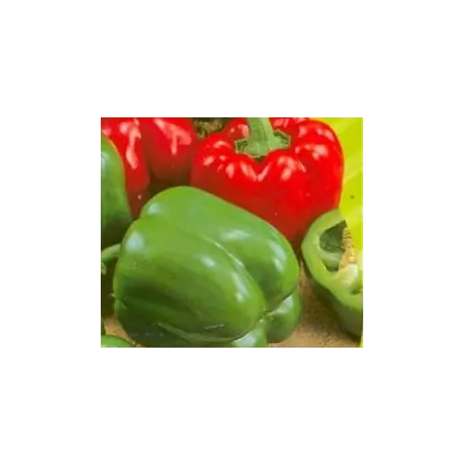 Paprika Merit - Capsicum annuum -semiačka - 20 ks