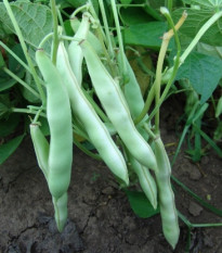 Fazuľa obyčajná kríčková Dalmatin - Phaseolus vulgaris - semienka - 15 ks