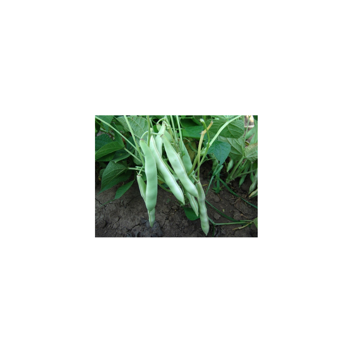 Fazuľa obyčajná kríčková Dalmatin - Phaseolus vulgaris - semienka - 15 ks