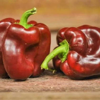 Paprika hnedá kráska - Capsicum annuum - semiačka - 9 ks