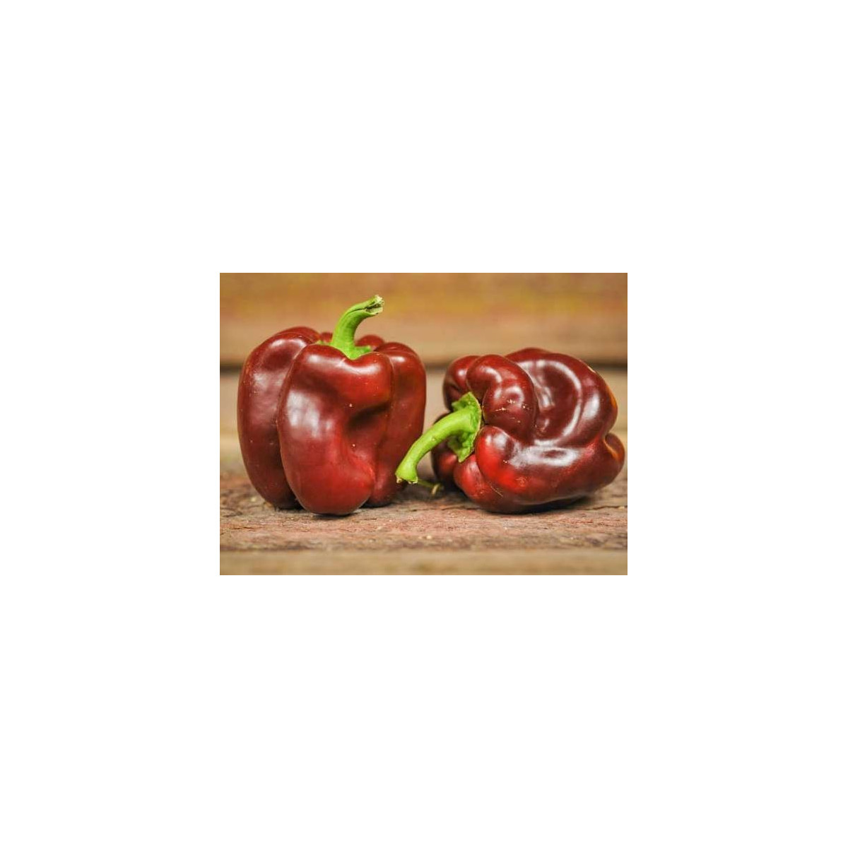 Paprika hnedá kráska - Capsicum annuum - semiačka - 9 ks