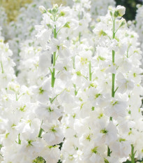Fiala letná Anytime White - Matthiola incana - predaj semien - 60 ks