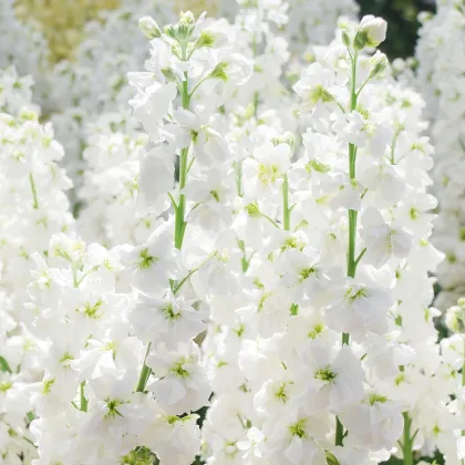Fiala letná Anytime White - Matthiola incana - predaj semien - 60 ks