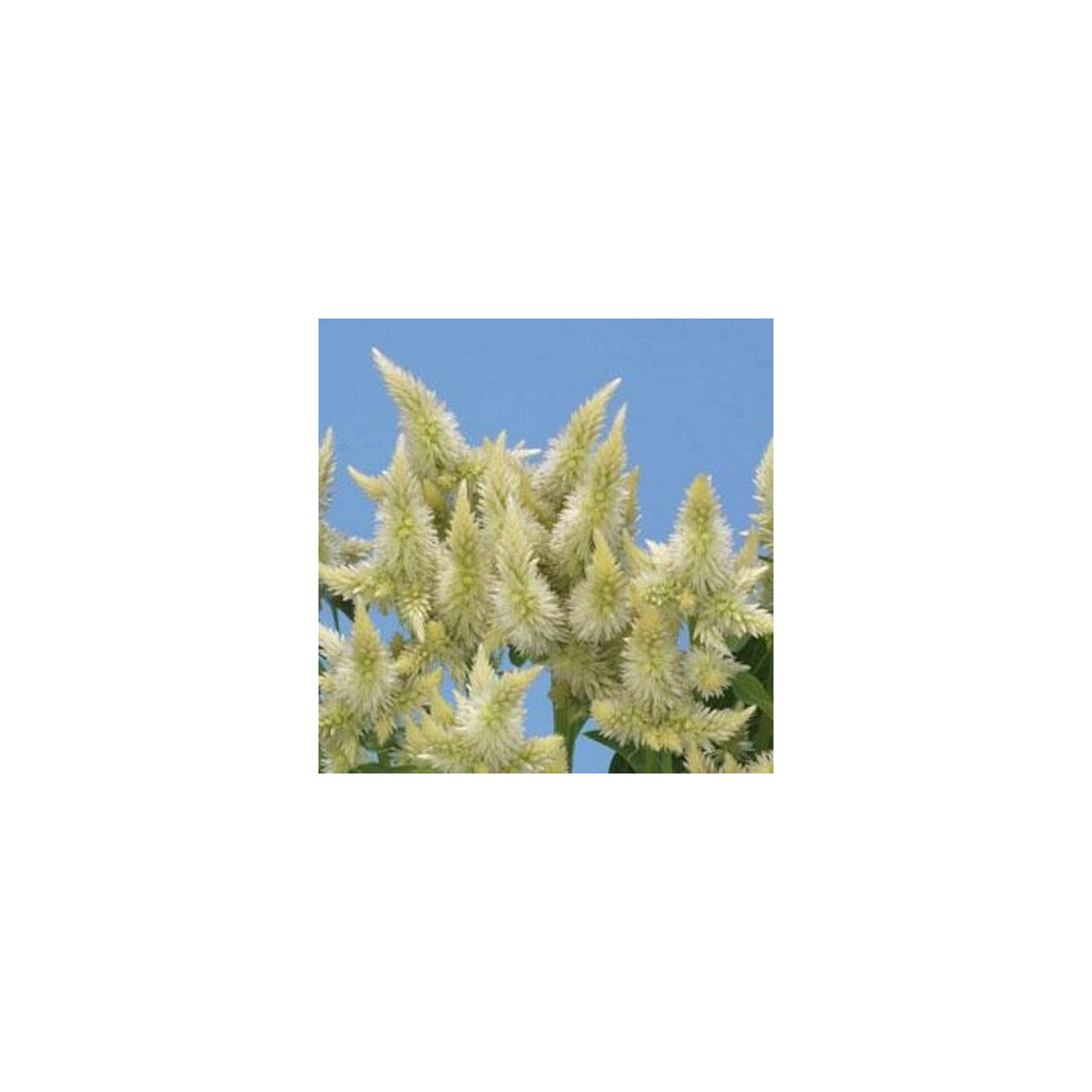 Plamenník klasnatý biely - Celosia spicata - predaj semien - 10 ks