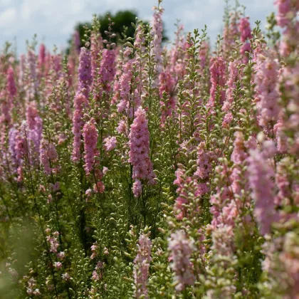 Ostrôžka Qis Rose - Delphinium consolida - predaj semien - 100 ks