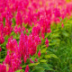Plamenník ružový – Celosia argentea – semená celosie
